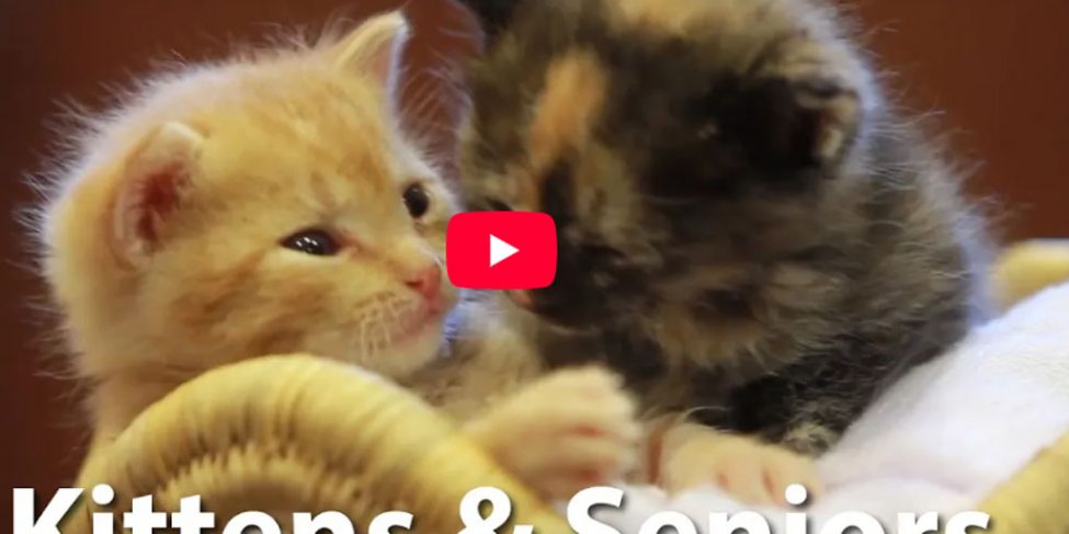 KittensSeniors