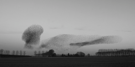 Flight of Startlings