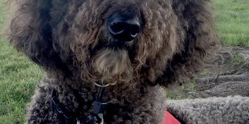 Not Supposed To – Adjusted Levels