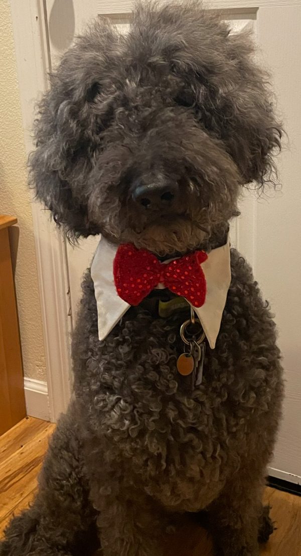Bowtie-image