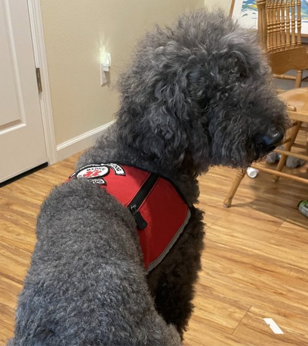 Alex Medical Alert-Choke Collar sm