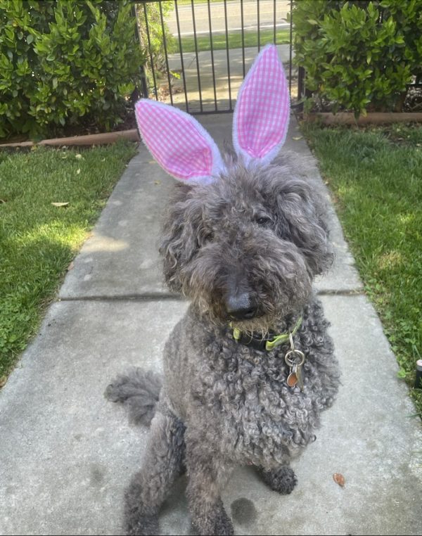 Bunny 2 sm