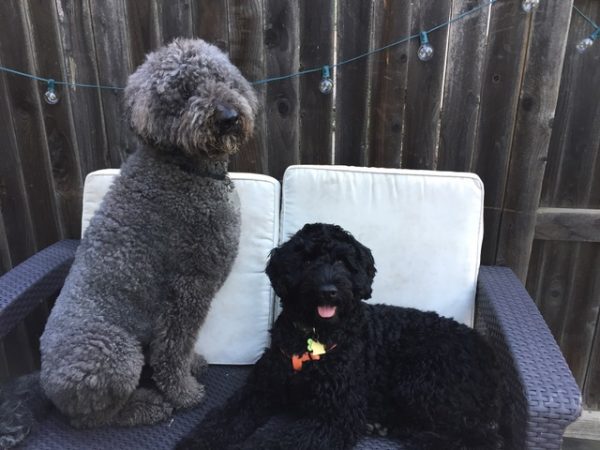Alex and Hanks