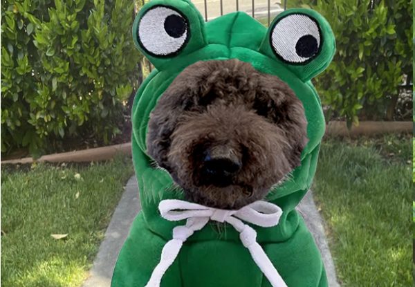 Alex-frog