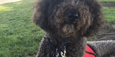 Medicine in his Jacket-image